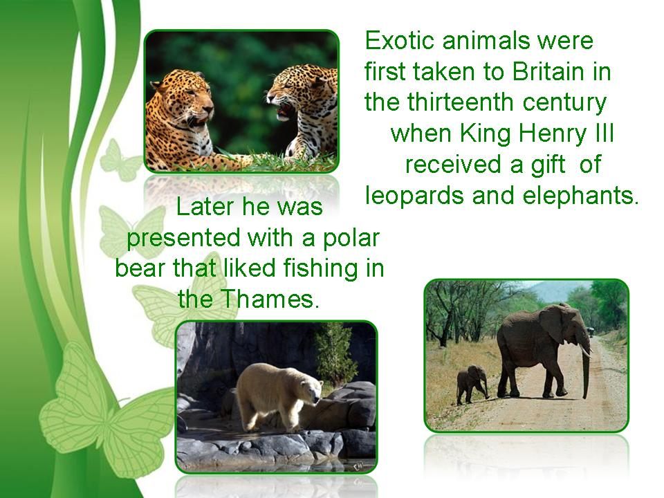 Рассказ о зоопарке на анг яз 4 класс
